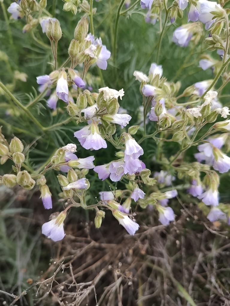 Polemonium image